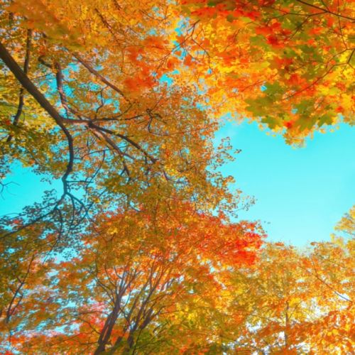 Autumn Fall 1 (1)