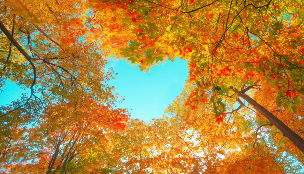 Autumn fall Ellison Hotel